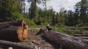 Tree and Shrub Care in Blue Jay, OH