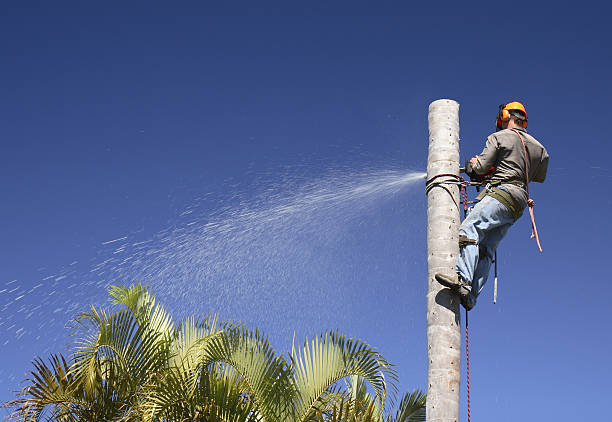 Best Utility Line Clearance  in Blue Jay, OH