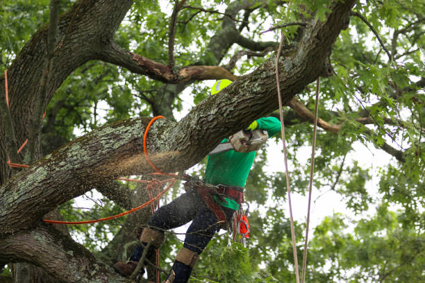 Best Tree Removal  in Blue Jay, OH