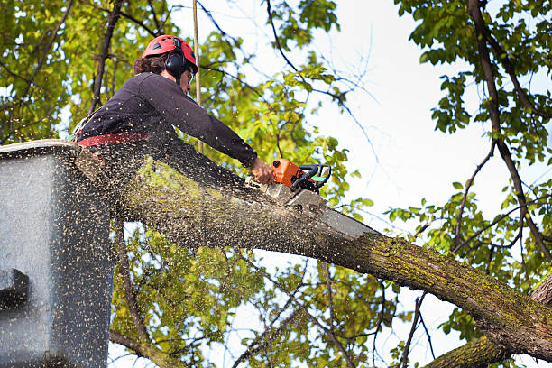 Best Storm Damage Tree Cleanup  in Blue Jay, OH